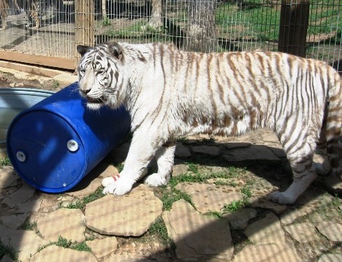 Mohan and his blue barrel