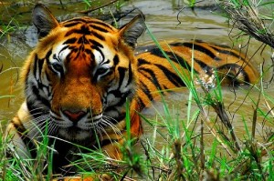Wild Tiger