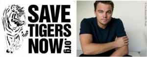 Save Tigers Now crown ridge tiger sanctuary