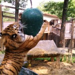 Izzy playing with ball in pool