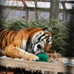 Thor licking her ice ball