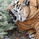 Izzy chewing on Christmas tree