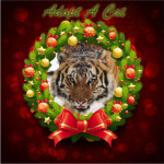 Adopt-a-cat Christmas
