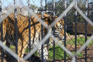 Tony the Truck Stop Tiger